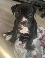 Stimpy, a male American Bully and American Pit Bull Terrier for sale in Columbus, OH – 3 of 4