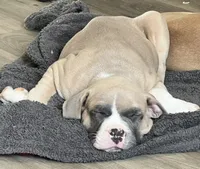 George, a male American Bully and American Pit Bull Terrier for sale in Columbus, OH – 2 of 4