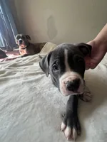 Dahlia, a female American Bully and American Pit Bull Terrier for sale in Columbus, OH – 2 of 4