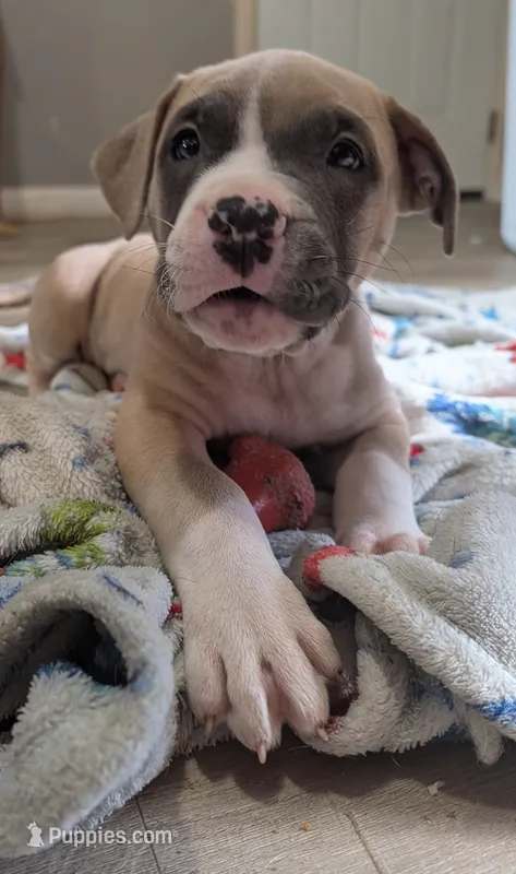 George – American Bully, American Pit Bull Terrier puppy for sale in Columbus, OH