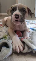 George, a male American Bully and American Pit Bull Terrier for sale in Columbus, OH – 1 of 4