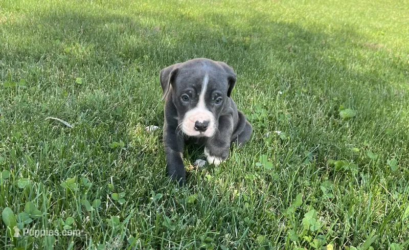 Dahlia – American Bully, American Pit Bull Terrier puppy for sale in Columbus, OH