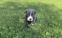 Dahlia, a female American Bully and American Pit Bull Terrier for sale in Columbus, OH – 1 of 4