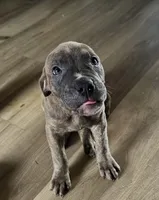 Sheba, a female American Bully and American Pit Bull Terrier for sale in Columbus, OH – 2 of 4