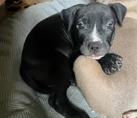 Ren, a male American Bully and American Pit Bull Terrier for sale in Columbus, OH – 4 of 4