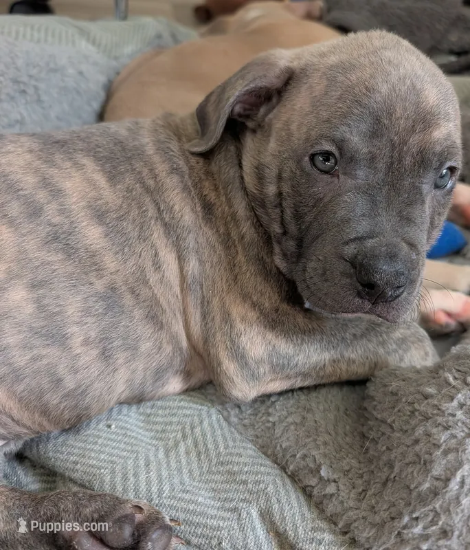 Sheba – American Bully, American Pit Bull Terrier puppy for sale in Columbus, OH