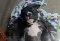 Stimpy, a male American Bully and American Pit Bull Terrier for sale in Columbus, OH – 4 of 4