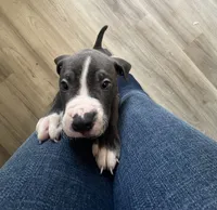 Dahlia, a female American Bully and American Pit Bull Terrier for sale in Columbus, OH – 3 of 4