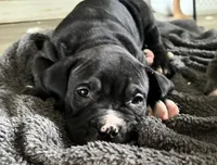 Stimpy, a male American Bully and American Pit Bull Terrier for sale in Columbus, OH – 1 of 4