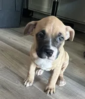 Foxie, a female American Bully and American Pit Bull Terrier for sale in Columbus, OH – 2 of 4
