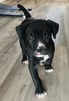 Stimpy, a male American Bully and American Pit Bull Terrier for sale in Columbus, OH – 2 of 4