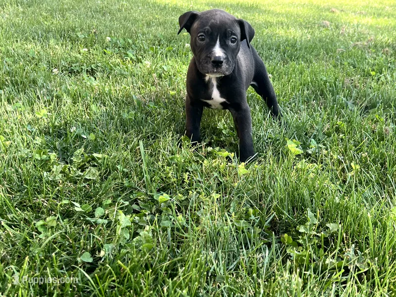 Ren – American Bully, American Pit Bull Terrier puppy for sale in Columbus, OH