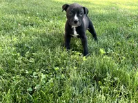 Ren, a male American Bully and American Pit Bull Terrier for sale in Columbus, OH – 1 of 4
