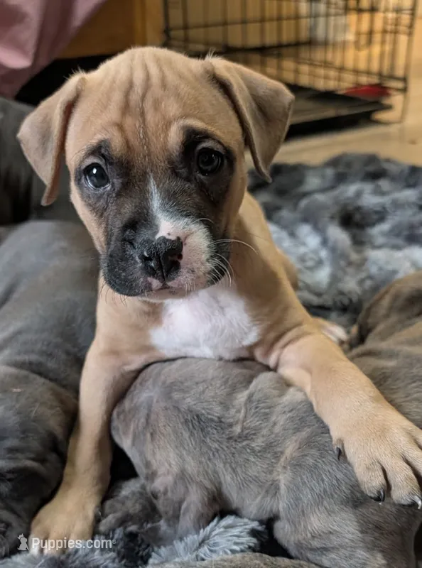 Foxie – American Bully, American Pit Bull Terrier puppy for sale in Columbus, OH