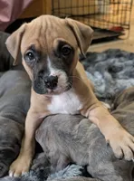 Foxie, a female American Bully and American Pit Bull Terrier for sale in Columbus, OH – 1 of 4
