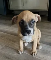 Foxie, a female American Bully and American Pit Bull Terrier for sale in Columbus, OH – 3 of 4