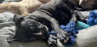 Ren, a male American Bully and American Pit Bull Terrier for sale in Columbus, OH – 2 of 4