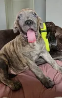 Sheba, a female American Bully and American Pit Bull Terrier for sale in Columbus, OH – 3 of 4