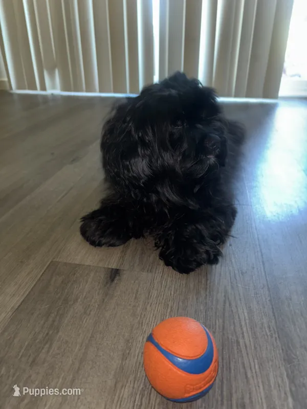 Chomp chomp – Cocker Spaniel, Yorkshire Terrier puppy for sale in Hughson, CA