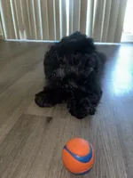 Chomp chomp, a male Cocker Spaniel and Yorkshire Terrier for sale in Hughson, CA – 1 of 3