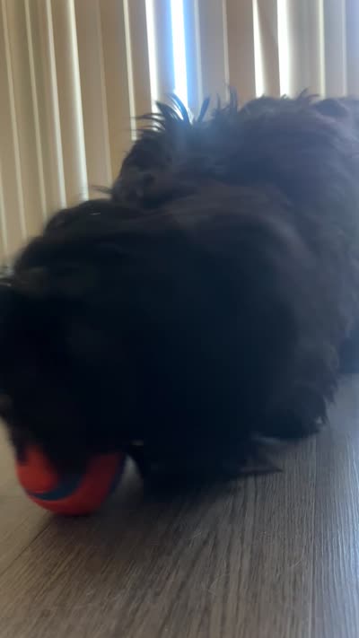 Chomp chomp, a male Cocker Spaniel and Yorkshire Terrier for sale in Hughson, CA – 3 of 3
