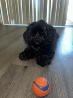 Chomp chomp, a male Cocker Spaniel and Yorkshire Terrier for sale in Hughson, CA – 2 of 3