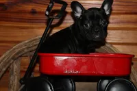 Caios B1, a male French Bulldog for sale in Wickliffe, KY – 2 of 5