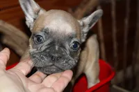 Caios B2, a male French Bulldog for sale in Wickliffe, KY – 3 of 6
