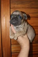 Caios B2, a male French Bulldog for sale in Wickliffe, KY – 4 of 6