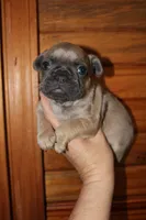 Caios B2, a male French Bulldog for sale in Wickliffe, KY – 5 of 6