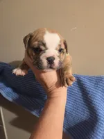 Juma b1, a male English Bulldog for sale in Wickliffe, KY – 1 of 2