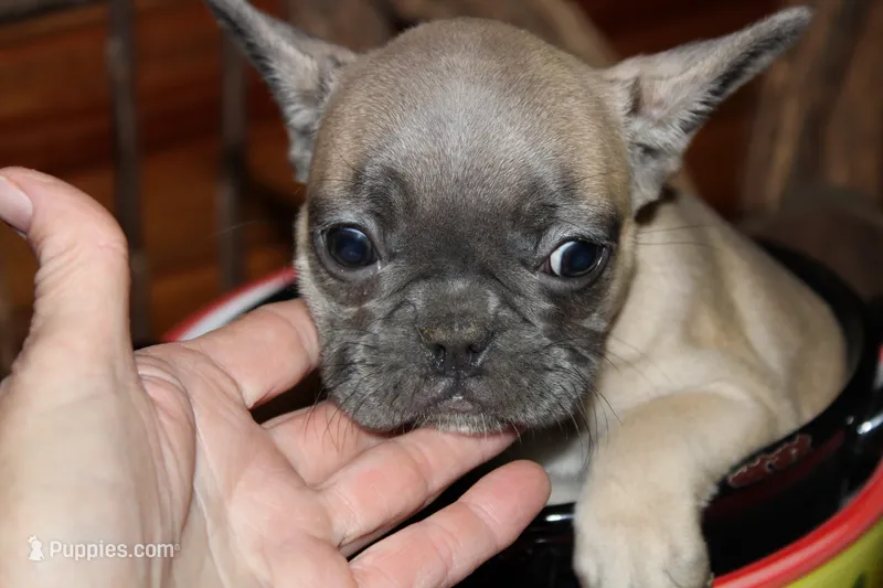 Caios G2 – French Bulldog puppy for sale in Wickliffe, KY