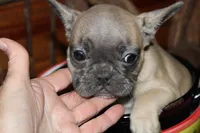 Caios G2, a female French Bulldog for sale in Wickliffe, KY – 1 of 7