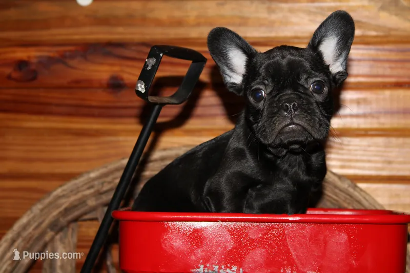 Caios B1 – French Bulldog puppy for sale in Wickliffe, KY