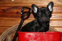 Caios B1, a male French Bulldog for sale in Wickliffe, KY – 1 of 5