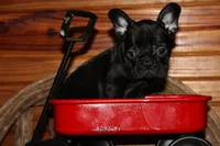 Caios B1, a male French Bulldog for sale in Wickliffe, KY – 3 of 5