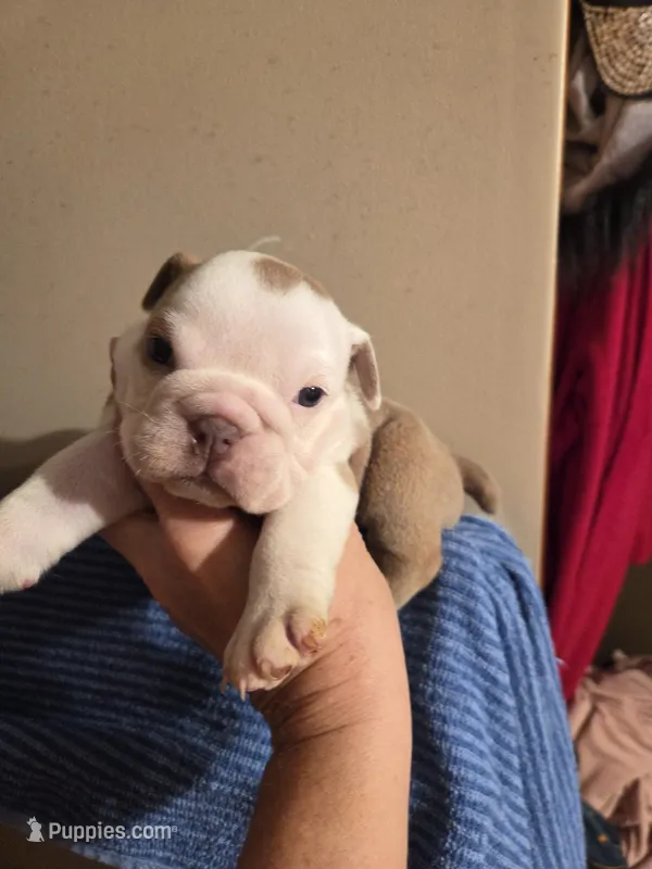 Jima b2 – English Bulldog puppy for sale in Wickliffe, KY
