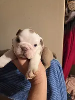 Jima b2, a male English Bulldog for sale in Wickliffe, KY – 1 of 2