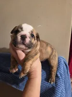 Juma b1, a male English Bulldog for sale in Wickliffe, KY – 2 of 2