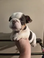 Snow b1, a male English Bulldog for sale in Wickliffe, KY – 3 of 3