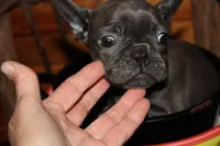 Caios G1, a female French Bulldog for sale in Wickliffe, KY – 3 of 7