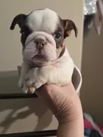 Snow b1, a male English Bulldog for sale in Wickliffe, KY – 2 of 3