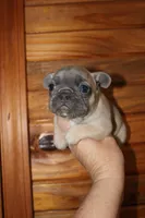 Caios G2, a female French Bulldog for sale in Wickliffe, KY – 7 of 7