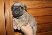 Caios G2, a female French Bulldog for sale in Wickliffe, KY – 6 of 7