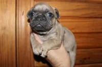 Caios G2, a female French Bulldog for sale in Wickliffe, KY – 5 of 7