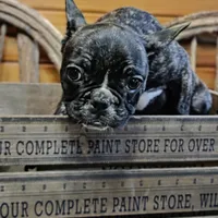 ButtercupB1, a male French Bulldog for sale in Wickliffe, KY – 3 of 7