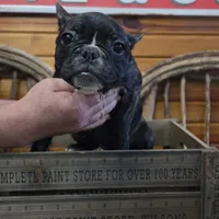 ButtercupB1, a male French Bulldog for sale in Wickliffe, KY – 4 of 7