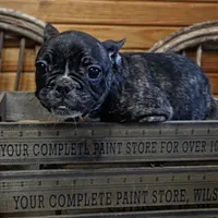 ButtercupB1, a male French Bulldog for sale in Wickliffe, KY – 5 of 7
