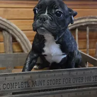 ButtercupB1, a male French Bulldog for sale in Wickliffe, KY – 6 of 7