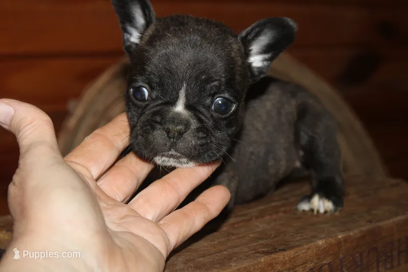 ButtercupB1 – French Bulldog puppy for sale in Wickliffe, KY